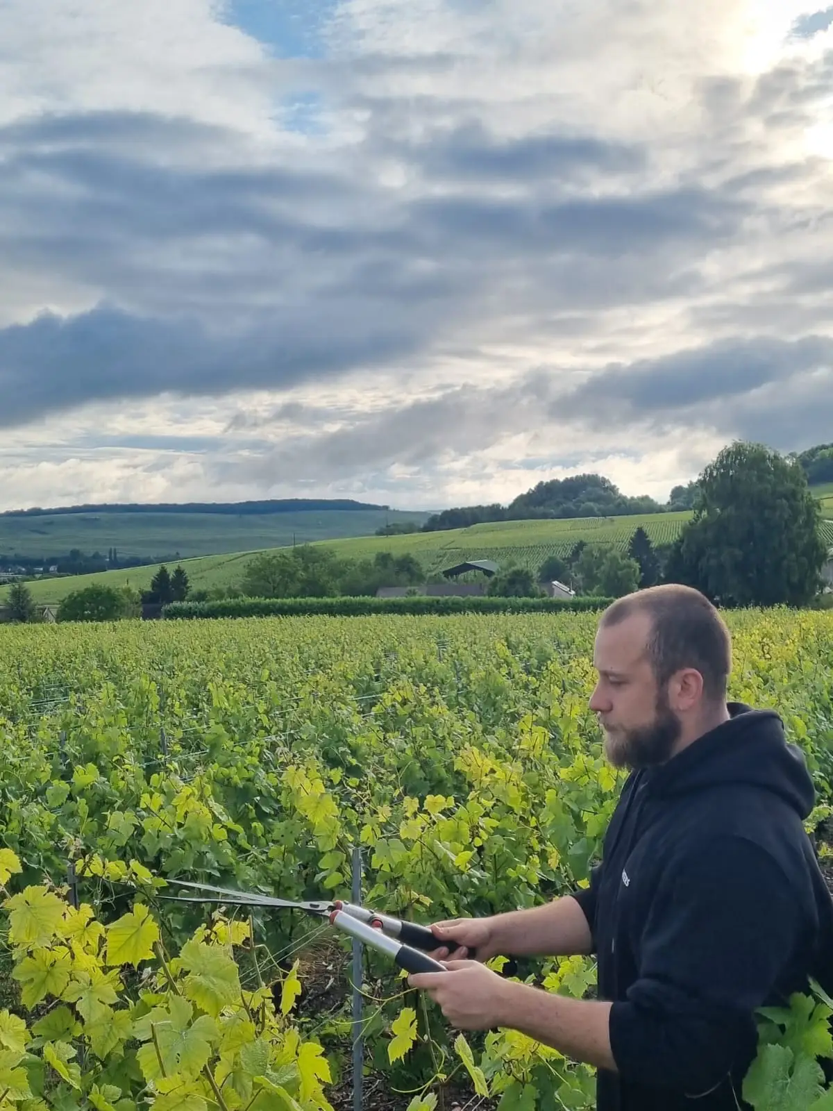 Ondřej Mařík při vyvazování révy na vinici nad Passy-sur-Marne